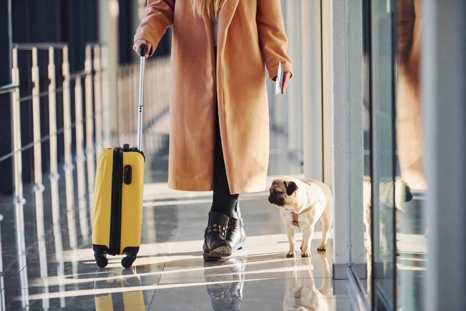 hotel pet-friendly